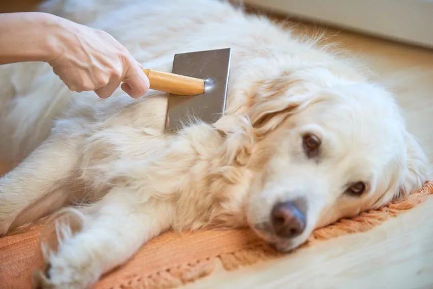 A relaxed white dog lies on the floor while being de-shed.