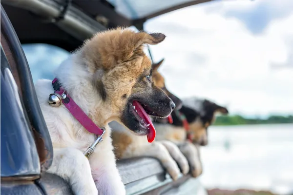 In the open hatch, three dogs lean out the back window, taking in the scenery