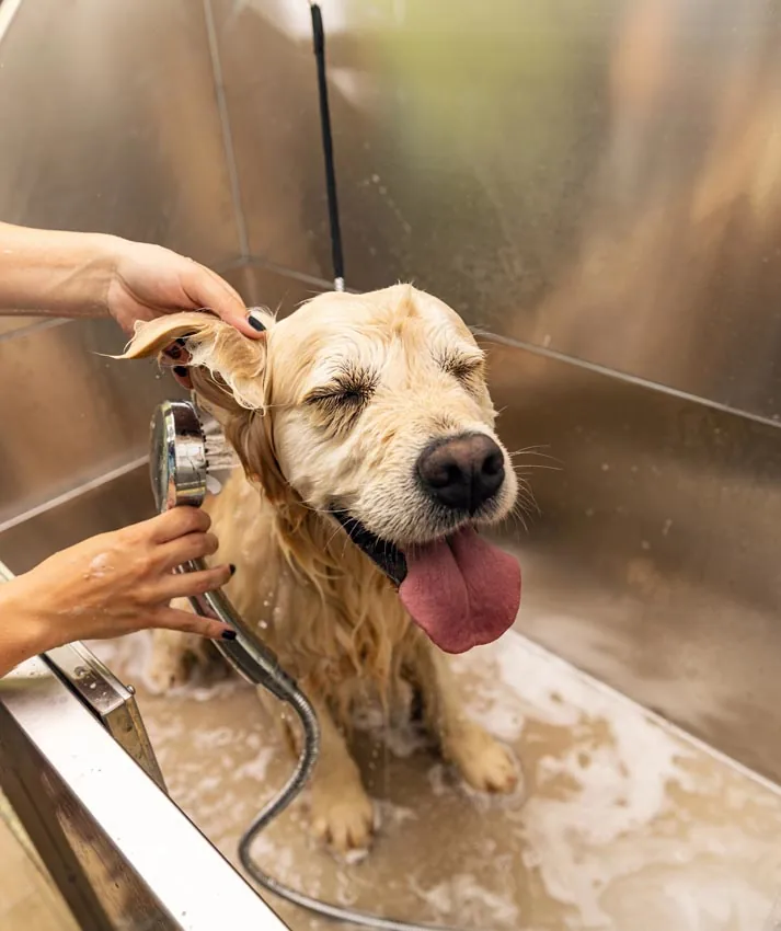 A delighted dog is rinsed in a stainless basin inside the grooming van.