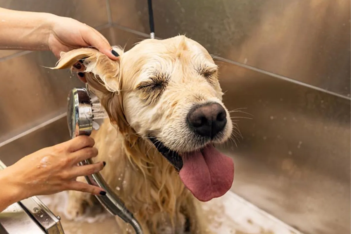 A cheerful dog enjoys a bath in a stainless-steel tub inside a mobile grooming van.