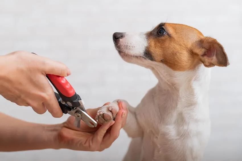 A groomer trims a dog’s nails while the dog offers its paw.