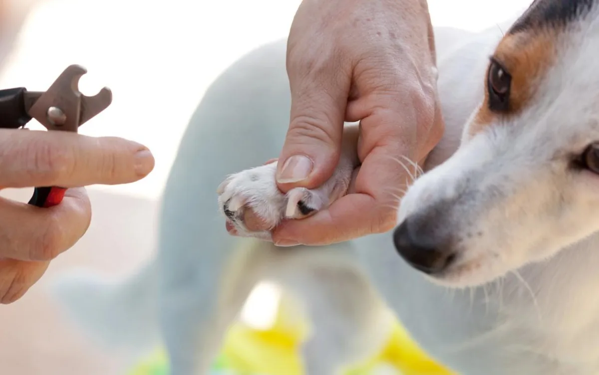 A dog offers its paw to the groomer for a nail trim.
