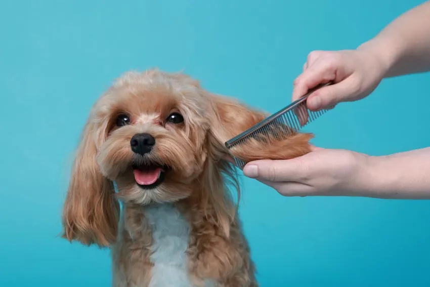 Mobile dog groomer brushes a dog against a blue backdrop.
